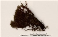 藏品(擬三列真苔)的圖片